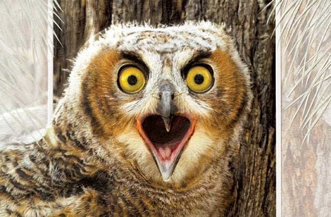 Pumpernickel Press Greeting Card - Great Horned Owllet