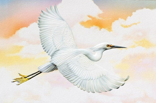 Pumpernickel Press Greeting Card - Snowy Egret
