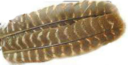 Wapsi - Ozark Turkey Quill Barred