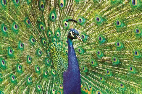 Pumpernickel Press Greeting Card - Peacock